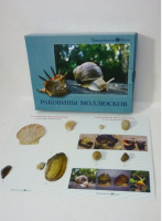 Коллекция "Раковины моллюсков" (вариант 2) - «globural.ru» - Ивантеевка