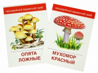 Раздаточные карточки "Грибы съедобные и не съедобные" - «globural.ru» - Ивантеевка