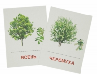 Раздаточные карточки "Деревья и кустарники" - «globural.ru» - Ивантеевка