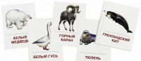 Раздаточные карточки "Животные холодных широт" - «globural.ru» - Ивантеевка