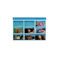Стенд-планшет светодинамический "Изучение типических патологических процессов в организмах животных" - «globural.ru» - Ивантеевка