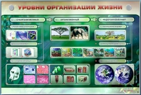 Электрифицированный стенд "Уровни организации жизни" - «globural.ru» - Ивантеевка