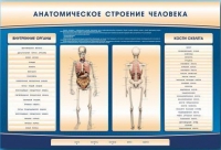 Электрифицированный стенд-тренажер c макетом скелета "Анатомическое строение человека" - «globural.ru» - Ивантеевка