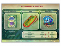 Электрифицированный стенд "Строение клетки" с маркерными полями - «globural.ru» - Ивантеевка