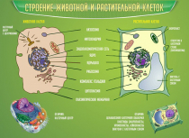 Стенд "Строение животной и растительной клеток" - «globural.ru» - Ивантеевка