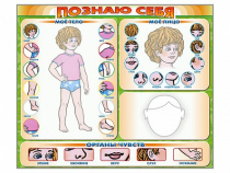 Стенд маркерный "Познаю себя" (тело, голова, органы чувств) - «globural.ru» - Ивантеевка