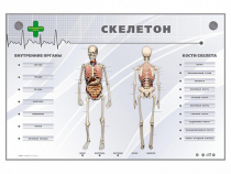 Электрифицированный стенд-тренажер "Скелетон" - «globural.ru» - Ивантеевка