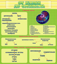 Стенд "От клетки до организма" - «globural.ru» - Ивантеевка