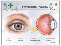 Интерактивный стенд "Строение глаза" - «globural.ru» - Ивантеевка