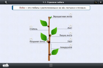 Интерактивные курсы. Биология 6 класс. Расширенный - «globural.ru» - Ивантеевка