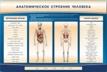 Электрифицированный стенд-тренажер c макетом скелета "Анатомическое строение человека" - «globural.ru» - Ивантеевка