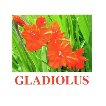"Flowers-1" ("Цветы-1") английские карточки Домана - «globural.ru» - Ивантеевка