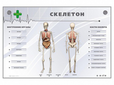Электрифицированный стенд-тренажер "Скелетон" - «globural.ru» - Ивантеевка