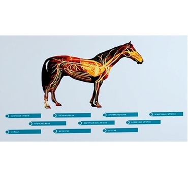 Стенд-планшет светодинамический "Изучение кровеносной системы сельскохозяйственных животных" со сменными панелями - «globural.ru» - Ивантеевка