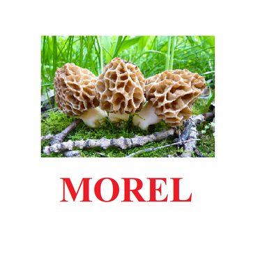 "Mushrooms" ("Грибы") английские карточки Домана - «globural.ru» - Ивантеевка