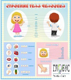 Стенд "Строение человека" для детей - «globural.ru» - Ивантеевка
