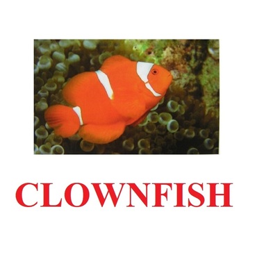 "Fish" ("Рыбы") английские карточки Домана - «globural.ru» - Ивантеевка