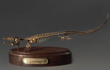 Модель скелета мозазавра Mosasaurus - «globural.ru» - Ивантеевка