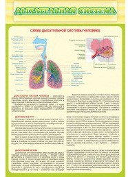 Стенд "Дыхательная система" - «globural.ru» - Ивантеевка